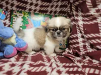 Dynamo (party), a male Pekingese for sale in New York City, NY – 3 of 5
