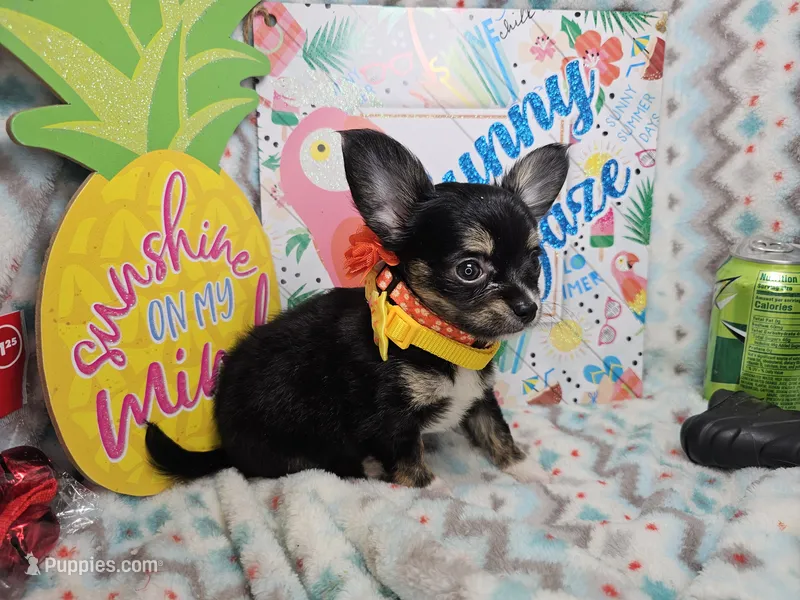 Elroy (LH) T-cup – Chihuahua puppy for sale in New York City, NY