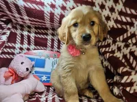 Buffy (F), a female Golden Retriever for sale in New York City, NY – 3 of 5