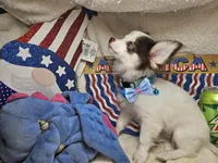 J. J.  (Hold)[ Tuxedo LH ], a male Chihuahua for sale in New York City, NY – 2 of 9