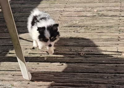 Banjo (Tri-color), a male Pomeranian for sale in New York City, NY – 6 of 6