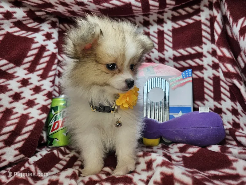 Fiona (Party), a female Pomeranian for sale in New York City, NY – 1 of 5