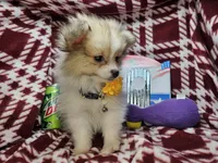 Fiona (Party), a female Pomeranian for sale in New York City, NY – 3 of 5