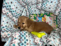 Gilly (Female), a female Golden Retriever for sale in New York City, NY – 3 of 4