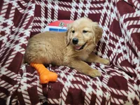 Mr. Russet, a male Golden Retriever for sale in New York City, NY – 2 of 4