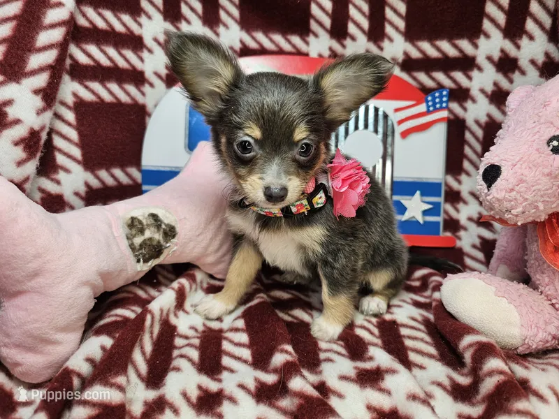 Goldie (F LH T-cup) – Chihuahua puppy for sale in New York City, NY