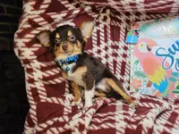 Quincy (Tri LH Small), a male Chihuahua for sale in New York City, NY – 2 of 7
