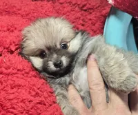 Brenda (T-cup), a female Pomeranian for sale in New York City, NY – Photo 4 of 4