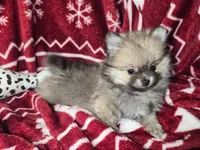 Brenda (T-cup), a female Pomeranian for sale in New York City, NY – Photo 3 of 4