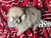 Brenda (T-cup), a female Pomeranian for sale in New York City, NY – Photo 2 of 4