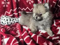 Brenda (T-cup), a female Pomeranian for sale in New York City, NY – Photo 1 of 4