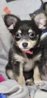 Goldie (F LH T-cup), a female Chihuahua for sale in New York City, NY – 2 of 7