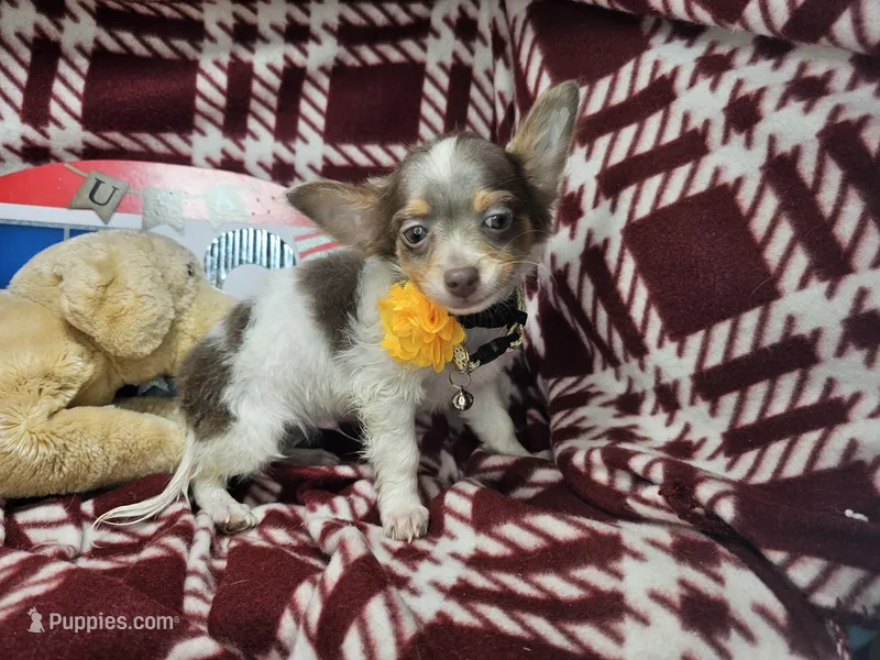 Alibaba (LH Tri-color), a male Chihuahua for sale in New York City, NY – 1 of 7