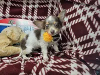 Alibaba (LH Tri-color), a male Chihuahua for sale in New York City, NY – 1 of 7