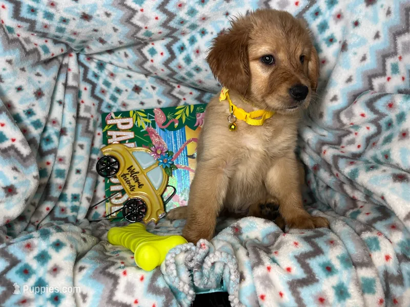 Gilly (Female) – Golden Retriever puppy for sale in New York City, NY
