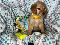 Gilly (Female), a female Golden Retriever for sale in New York City, NY – 1 of 4