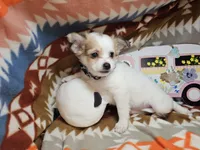 Rachel  (medium coat), a female Chihuahua for sale in New York City, NY – Photo 3 of 4