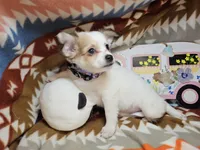 Rachel  (medium coat), a female Chihuahua for sale in New York City, NY – Photo 2 of 4