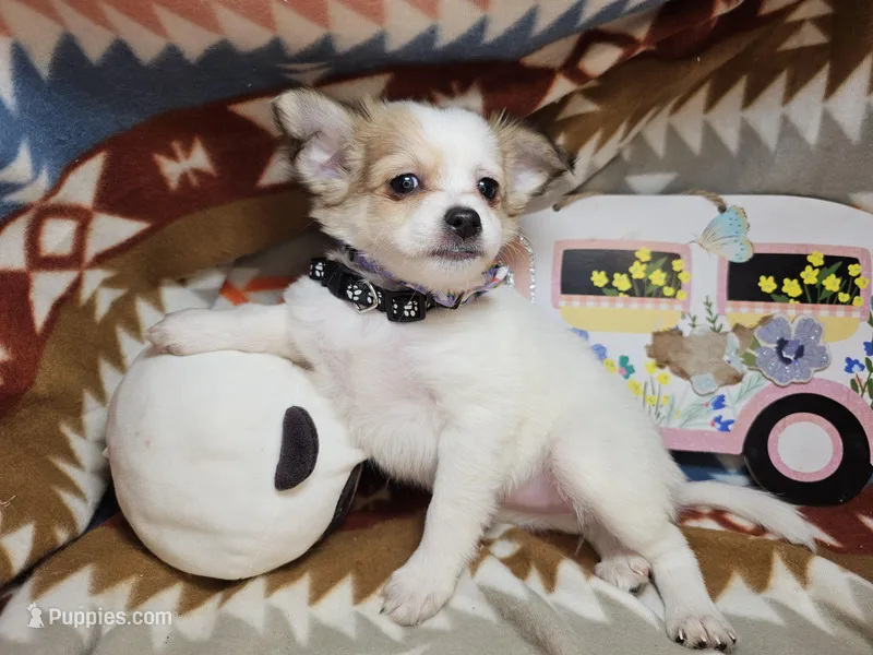 Rachel  (medium coat) – Chihuahua puppy for sale in New York City, NY