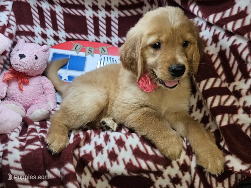 Buffy (F), a female Golden Retriever for sale in New York City, NY – 1 of 5