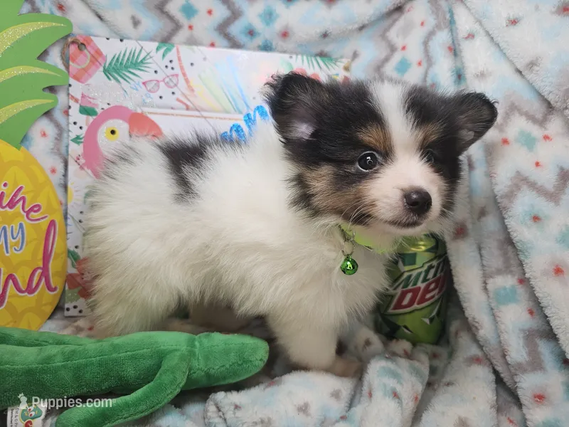 Booker (Tri-Color) – Pomeranian puppy for sale in New York City, NY