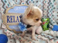 Caruso (LH) (5 lbs), a male Chihuahua for sale in New York City, NY – 2 of 5