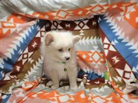 Cher , a female Pomeranian for sale in New York City, NY – Photo 2 of 4