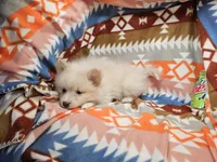 Cher , a female Pomeranian for sale in New York City, NY – Photo 4 of 4