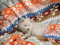 Cher , a female Pomeranian for sale in New York City, NY – Photo 3 of 4