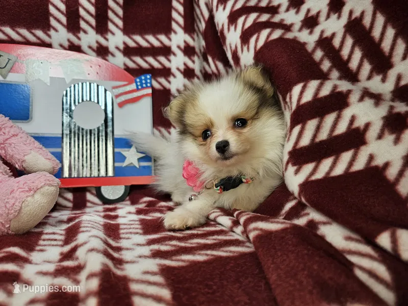 Frieda (4½ lbs), a female Pomeranian for sale in New York City, NY – 1 of 5