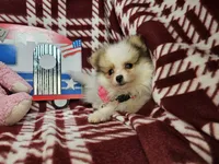 Frieda (small 4.5lbs), a female Pomeranian for sale in New York City, NY – 3 of 5