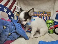 J. J.  (Hold)[ Tuxedo LH ], a male Chihuahua for sale in New York City, NY – 4 of 9