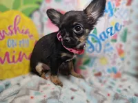 Faye (LH) T-cup [4 lbs], a female Chihuahua for sale in New York City, NY – 5 of 5
