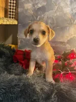 Maui (Male), a male Chihuahua and Yorkshire Terrier for sale in New York City, NY – Photo 2 of 3