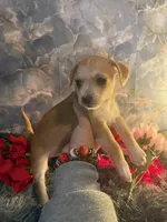 Maui (Male), a male Chihuahua and Yorkshire Terrier for sale in New York City, NY – Photo 1 of 3