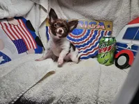 Poncho  (LH t-cup), a male Chihuahua for sale in New York City, NY – 4 of 6
