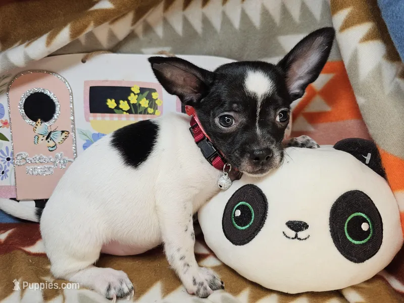 Rudi – Chihuahua puppy for sale in New York City, NY
