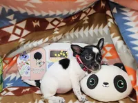 Rudi, a male Chihuahua for sale in New York City, NY – Photo 4 of 4