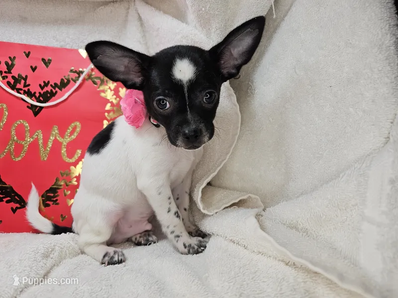 Rudi – Chihuahua puppy for sale in New York City, NY
