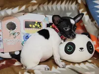 Rudi, a male Chihuahua for sale in New York City, NY – Photo 2 of 4