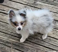 Izzy (Merle F), a female Pomeranian for sale in New York City, NY – 4 of 5
