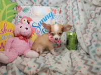 Samantha (LH) T-Cup, a female Chihuahua for sale in New York City, NY – 2 of 7