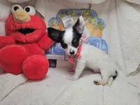 Juan (Long-Hair) Tri, a male Chihuahua for sale in New York City, NY – Photo 3 of 6