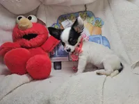 Juan (Long-Hair) Tri, a male Chihuahua for sale in New York City, NY – Photo 5 of 6