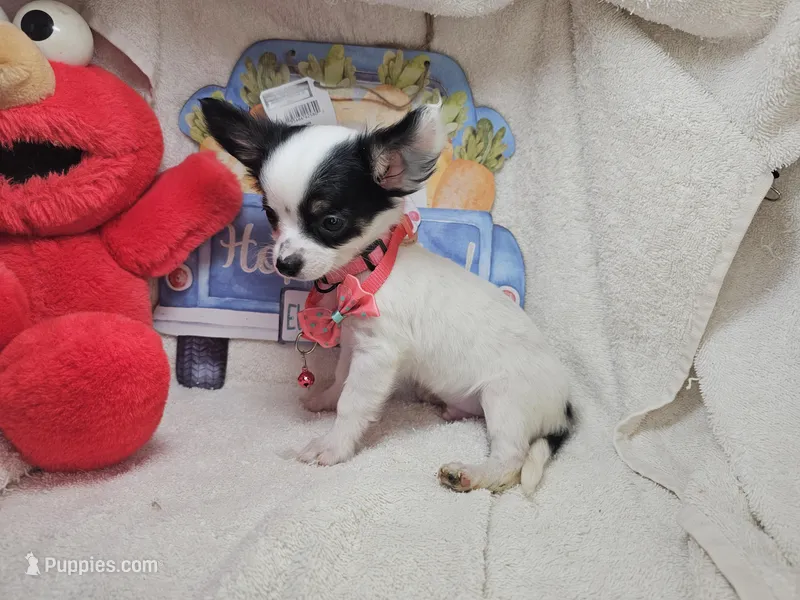 Juan (Long-Hair) Tri – Chihuahua puppy for sale in New York City, NY