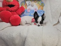 Juan (Long-Hair) Tri, a male Chihuahua for sale in New York City, NY – Photo 4 of 6