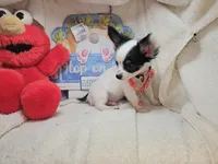 Juan (Long-Hair) Tri, a male Chihuahua for sale in New York City, NY – Photo 2 of 6