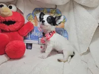 Juan (Long-Hair) Tri, a male Chihuahua for sale in New York City, NY – Photo 6 of 6