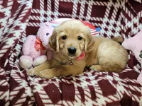 Buffy (F), a female Golden Retriever for sale in New York City, NY – 2 of 5