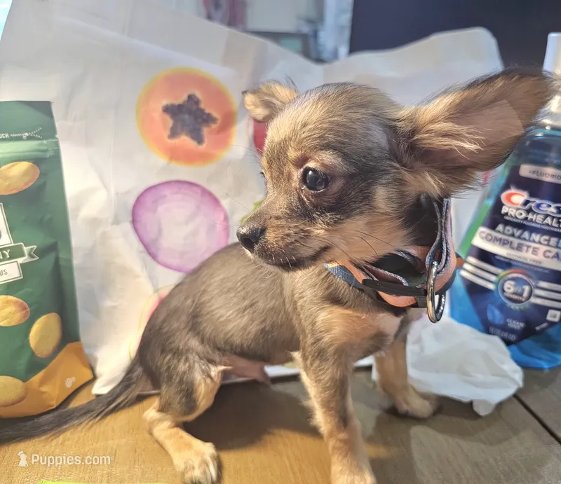 Gopher (LH) (small) – Chihuahua puppy for sale in New York City, NY